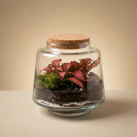 Terrarium Mini Hortus con Fittonia bianca e muschio, contenitore in vetro con tappo sughero Ø12 cm