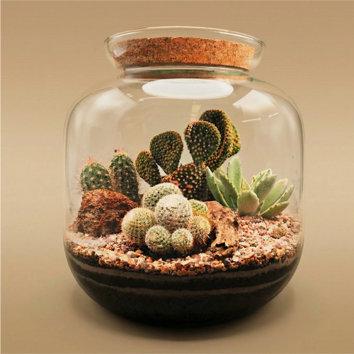 Terrarium Irene in vetro con tappo in sughero, cactus e succulente su base nera