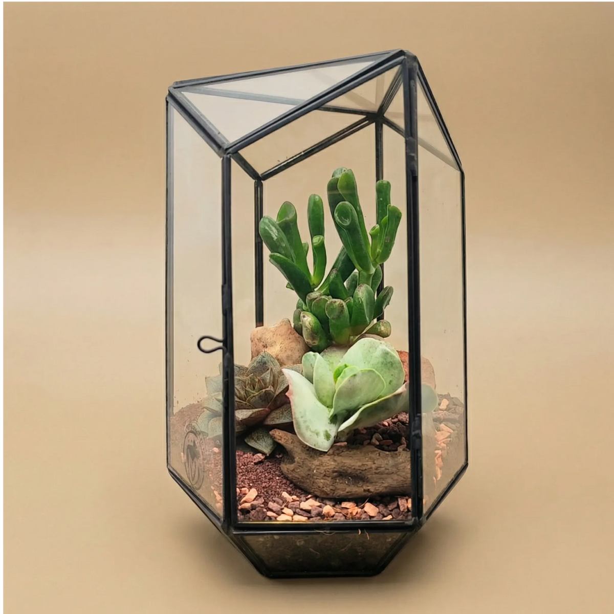 Terrario geométrico Iris con plantas suculentas