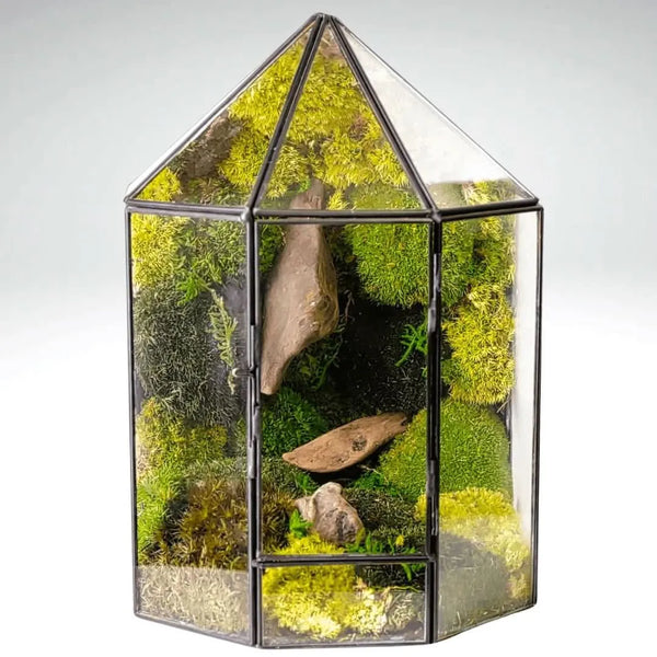 Terrario Mini Voladera con Musgo Estabilizado MS60