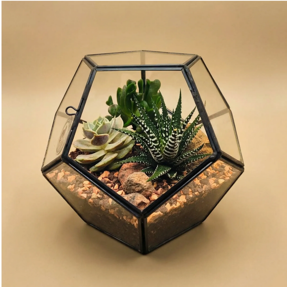 Terrarium Zoe geometrico esagonale metallo nero vetro trasparente Crassula Haworthia zebrata succulenta. Design moderno minimalista cubico.