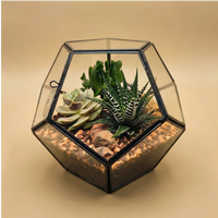 Terrarium Zoe geometrico esagonale metallo nero vetro trasparente Crassula Haworthia zebrata succulenta. Design moderno minimalista cubico.