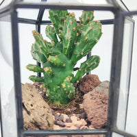 Dettaglio ravvicinato di una pianta grassa da interno all'interno del terrarium geometrico Kira