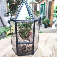 Terrarium piante grasse su tavolo in ambiente interno moderno, con altre piante decorative