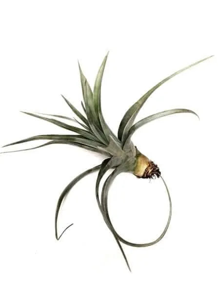 Tillandsia polystachya