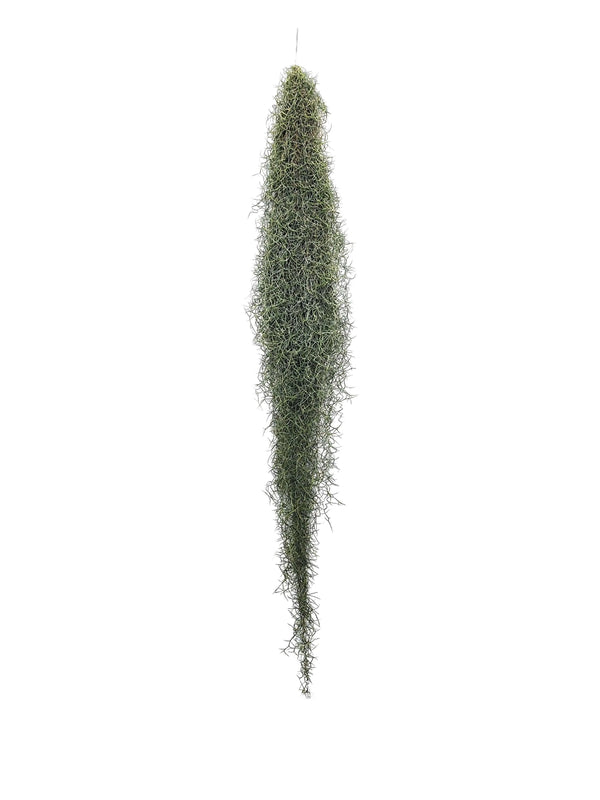 Tillandsia Usneoides (mousse espagnole) 4/6 BL 