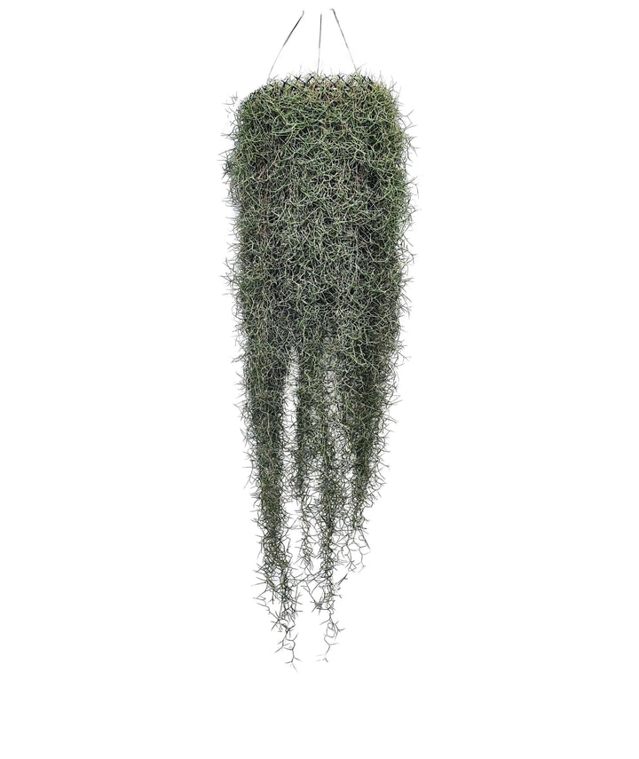 Tillandsia Usneoides (Spanish Moss) 60/70 B L - i Giardini di Giulia