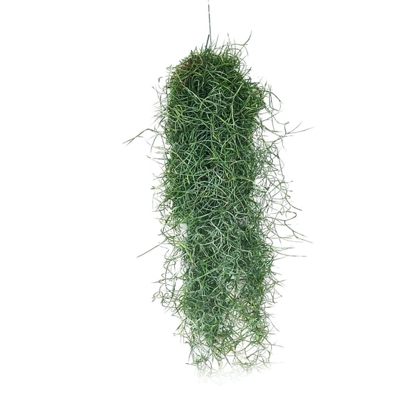 Tillandsia Usneoides spanish moss 60 cm.