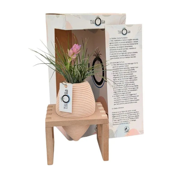 TillOlla mit Tillandsia stricta