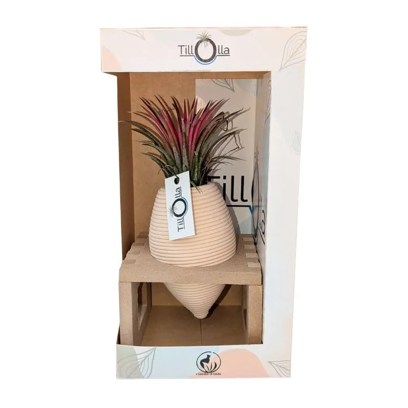 immagine mostra una Tillandsie messa in una olla di terracotta inserita un un pporto in legnio in una scatola bianca 