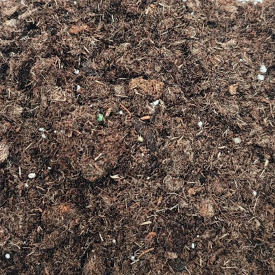 Terriccio per terrarium