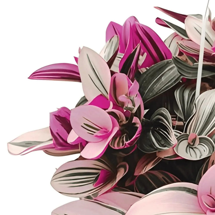 Tradescantia Nanouk cura - dettaglio delle foglie variegate rosa, verdi e bianche