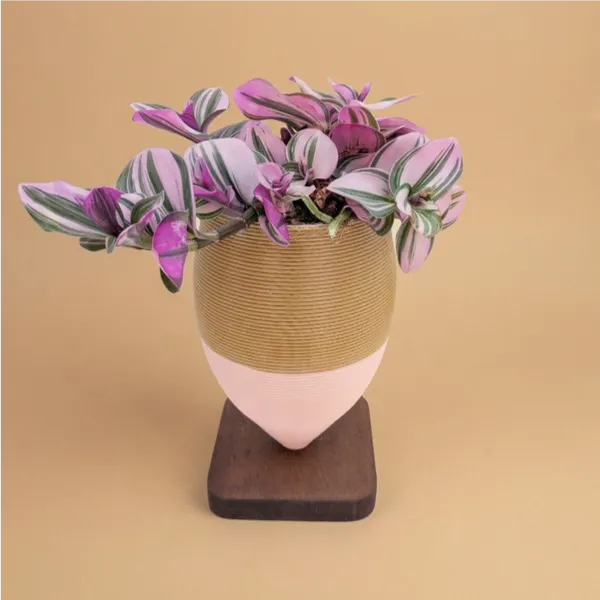 Tradescantia nanouk in olla di argilla con basetta in legno