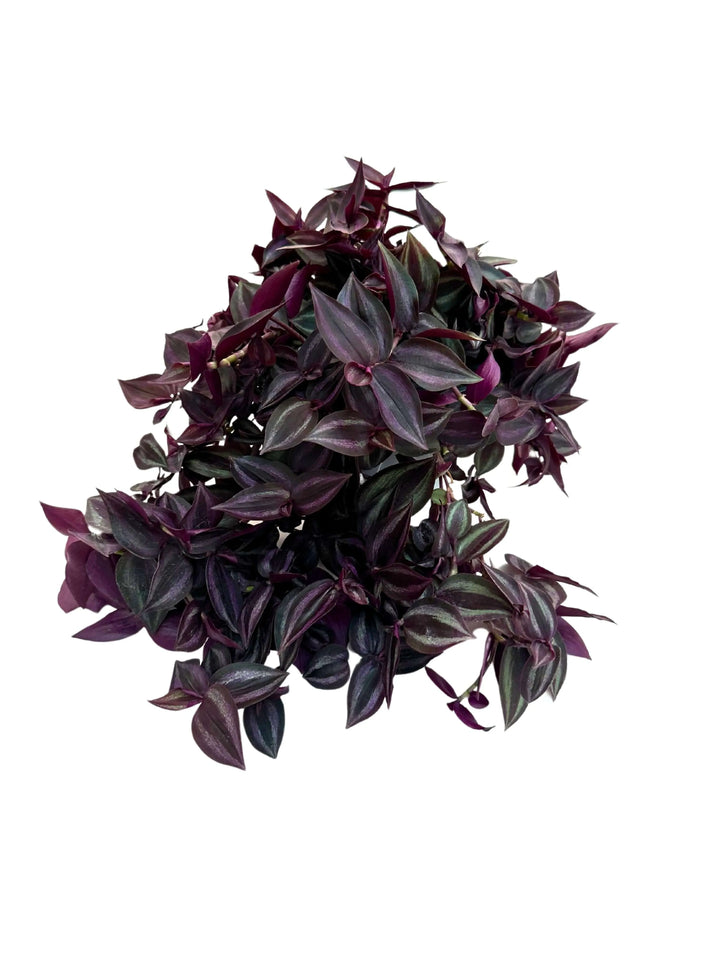 Tradescantia Zebrina - dettaglio foglie striate porpora, verde e argento