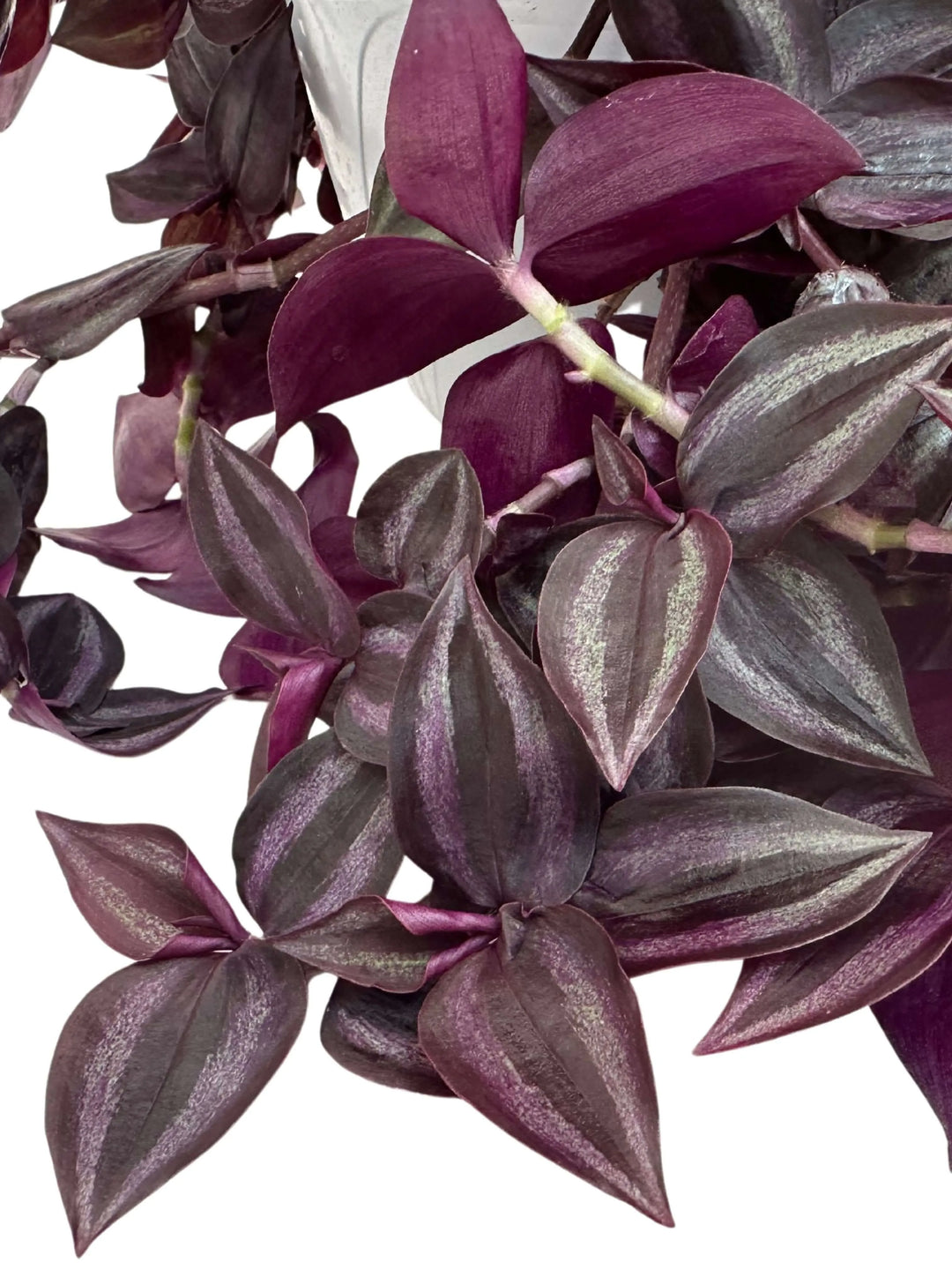 Tradescantia Zebra - primo piano delle foglie con colorazioni vivaci
