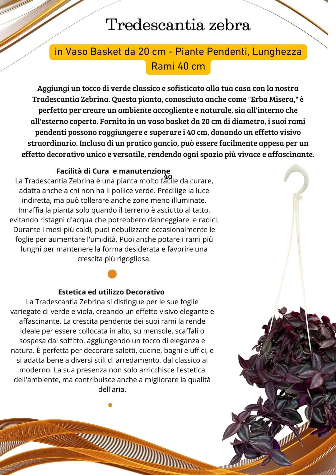 Tradescantia hanging basket - pianta di 40 cm in vaso basket da 20 cm