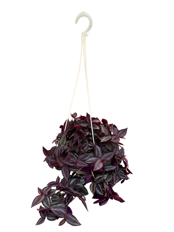 Tradescantia Zebrina in a hanging basket