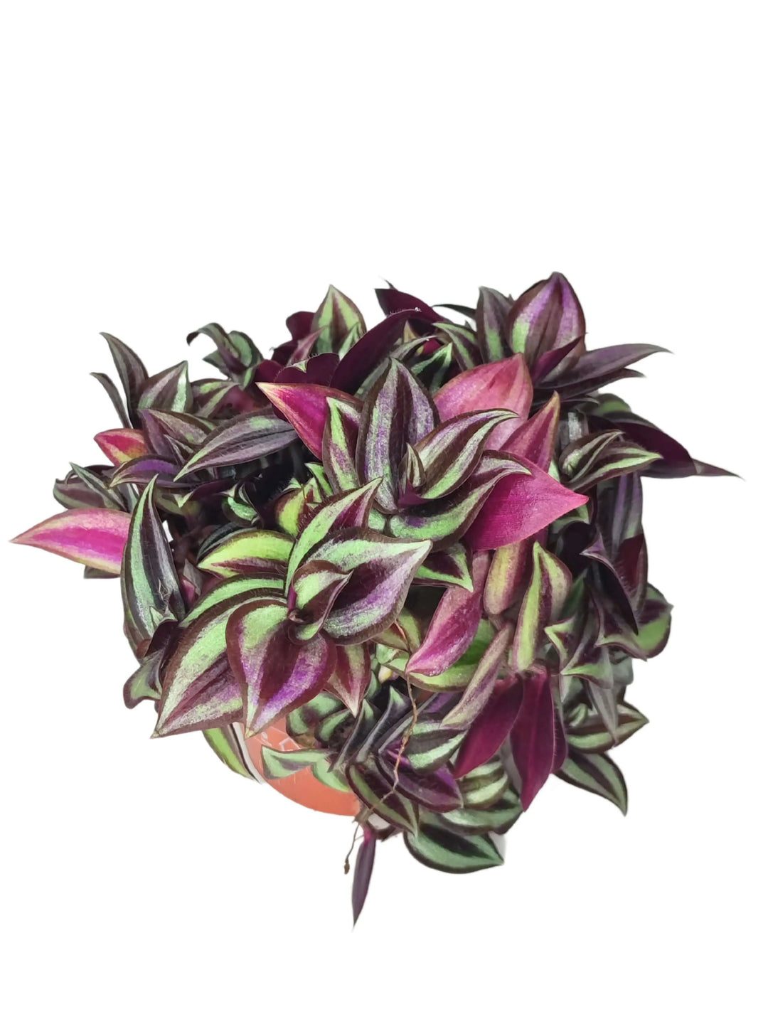 Tradescantia Zebrina con vaso marrone naturale - dettaglio del fogliame striato
