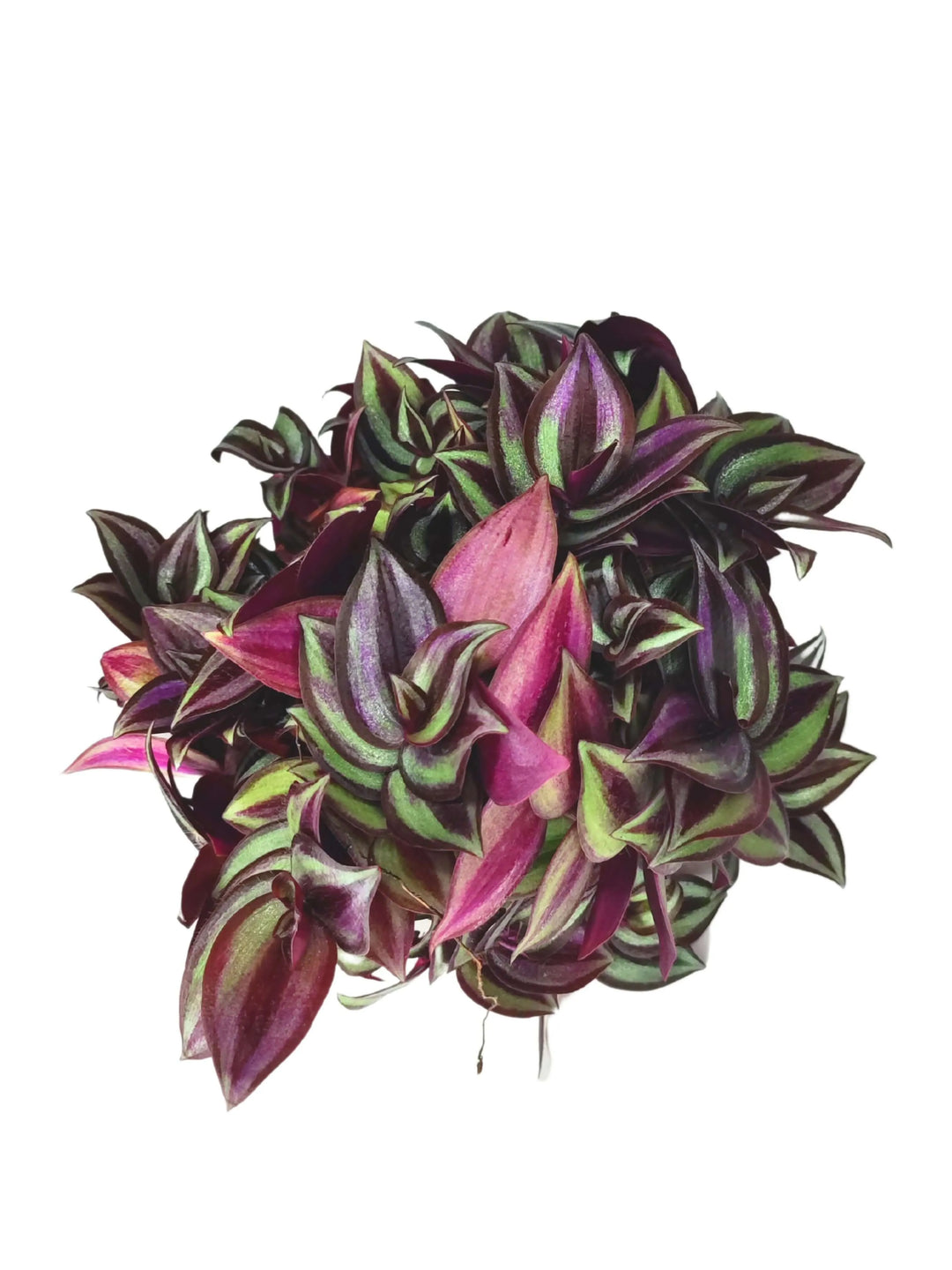 Tradescantia Zebrina in vaso da 12 cm - foglie viola e verdi in primo piano