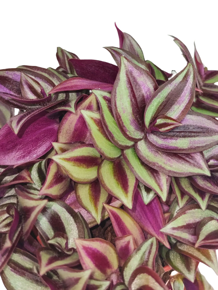 Tradescantia Zebrina - dettaglio composizione foglie con effetto a cascata