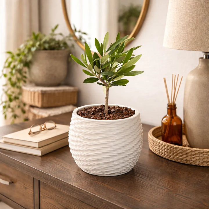 Bonsai Olivo ornamentale in vaso di ceramica Carina in un ambiente moderno
