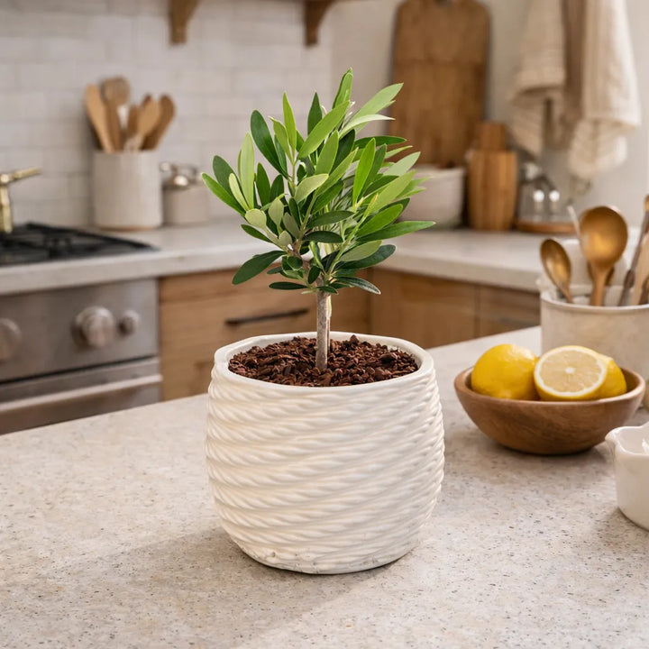 Bonsai Olivo in vaso Carina su un tavolo di legno chiaro - dettaglio