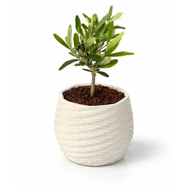 Bonsai-Olivenbaum in Keramiktopf Carina, Durchmesser 10 cm, Höhe 23 cm