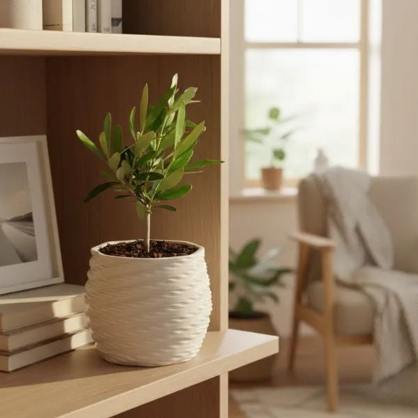 Bonsai Olivo in vaso Carina su una mensola con libri - ambientazione