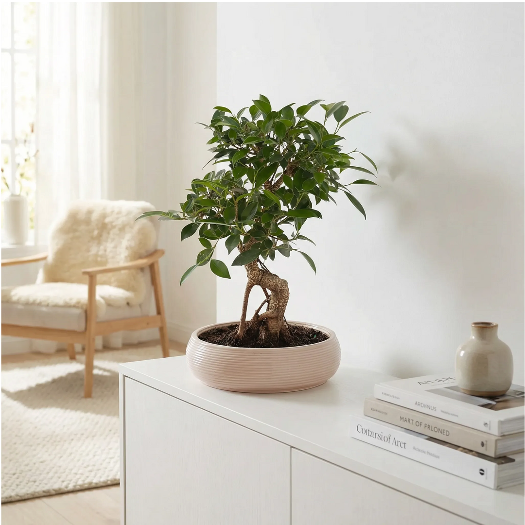 Bonsai Ficus Retusa in vaso ceramica, vista dall'alto della chioma verde brillante