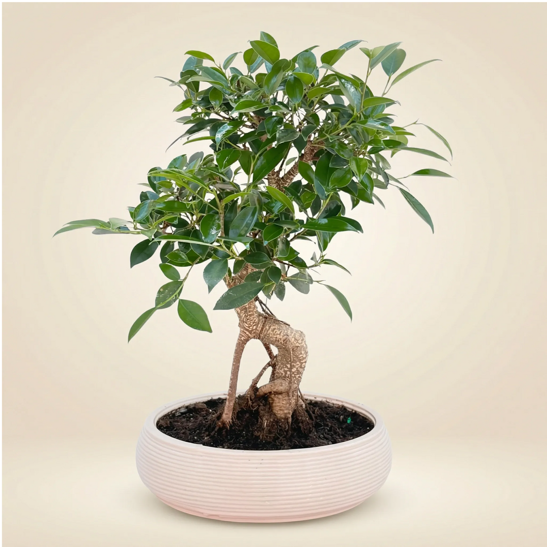 Bonsai Ficus Retusa in vaso ceramica ovale, vista frontale su sfondo neutro