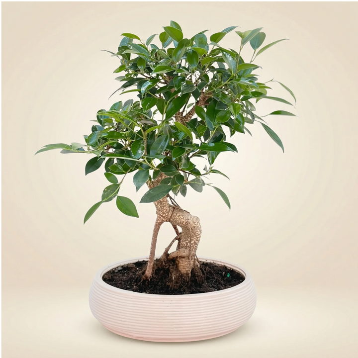 Bonsai Ficus Retusa in vaso ceramica ovale, vista frontale su sfondo neutro