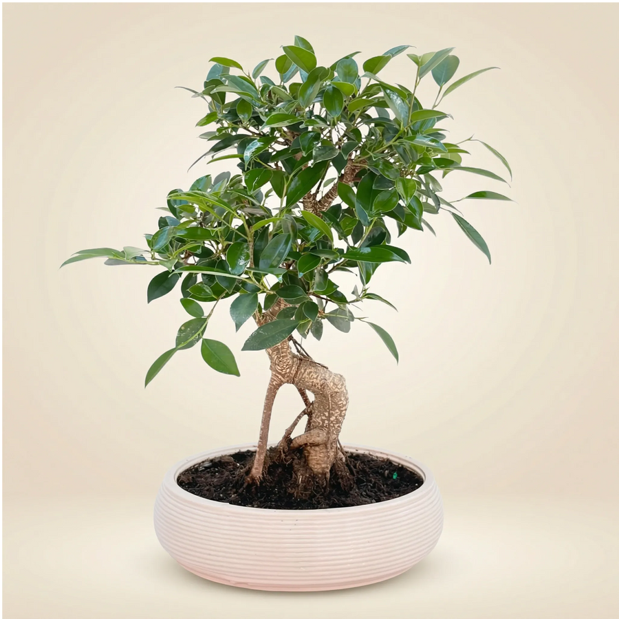 Bonsai Ficus Retusa in vaso ceramica ovale, vista frontale su sfondo neutro