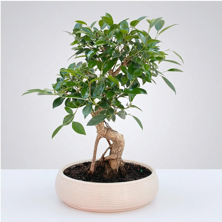 Bonsai Ficus Retusa con dettaglio del tronco e radici aeree nel vaso in ceramica
