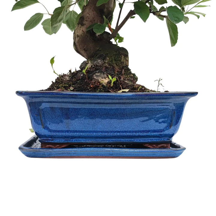 Particolare del vaso smaltato blu e base del tronco del Bonsai Melo Pzerwiam, con radici esposte e substrato compatto.

