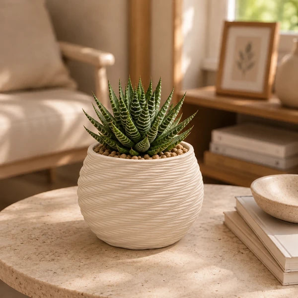 Vaso Carina in ceramica Made in Italy da 14 cm con Haworthia zebra da interno