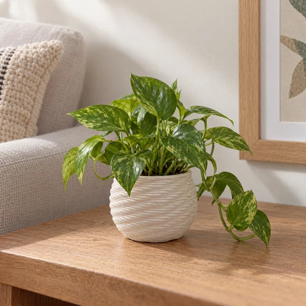 Vaso Carina in ceramica Made in Italy da 10 cm con pianta da interno su mobile in legno