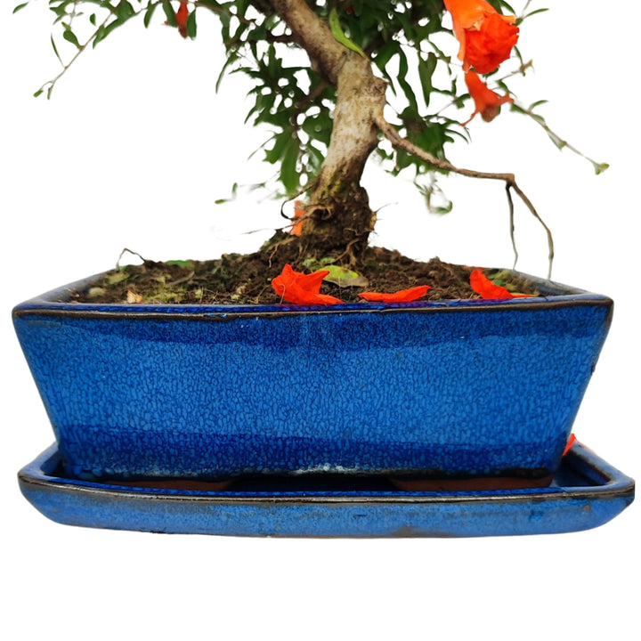 Vaso smaltato blu con sottovaso - base del bonsai Punica Granatum Nana con petali caduti