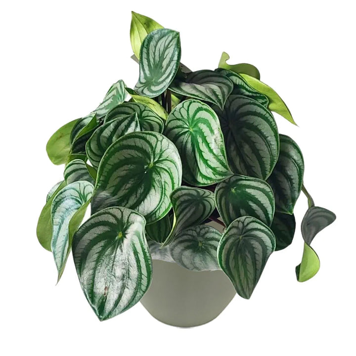 Peperomia Argyreia - vista dall'alto delle foglie decorative e compatte