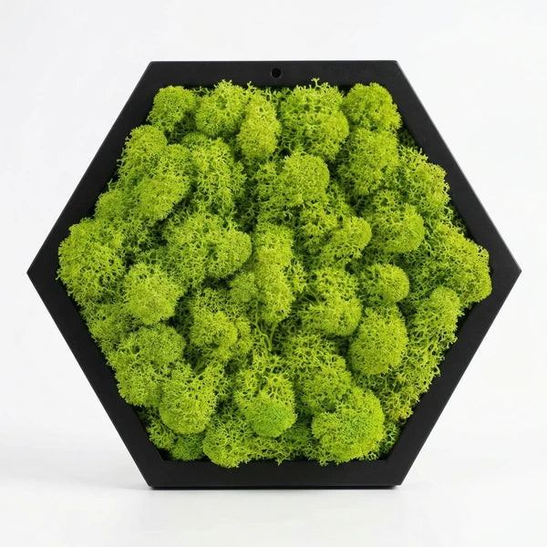 Tableau Hexagonal en Lichen Stabilisé Cadre Noir