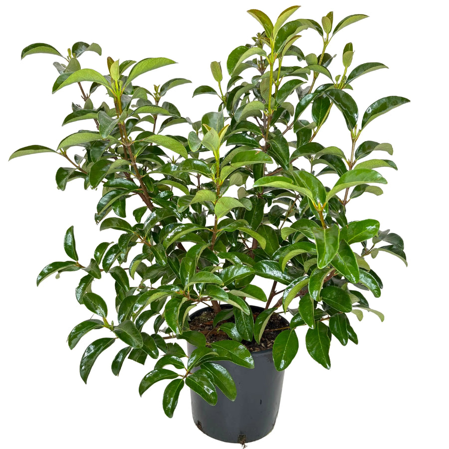 Viburnum Lucido - pianta sempreverde in vaso da 26 cm, ideale per siepi
