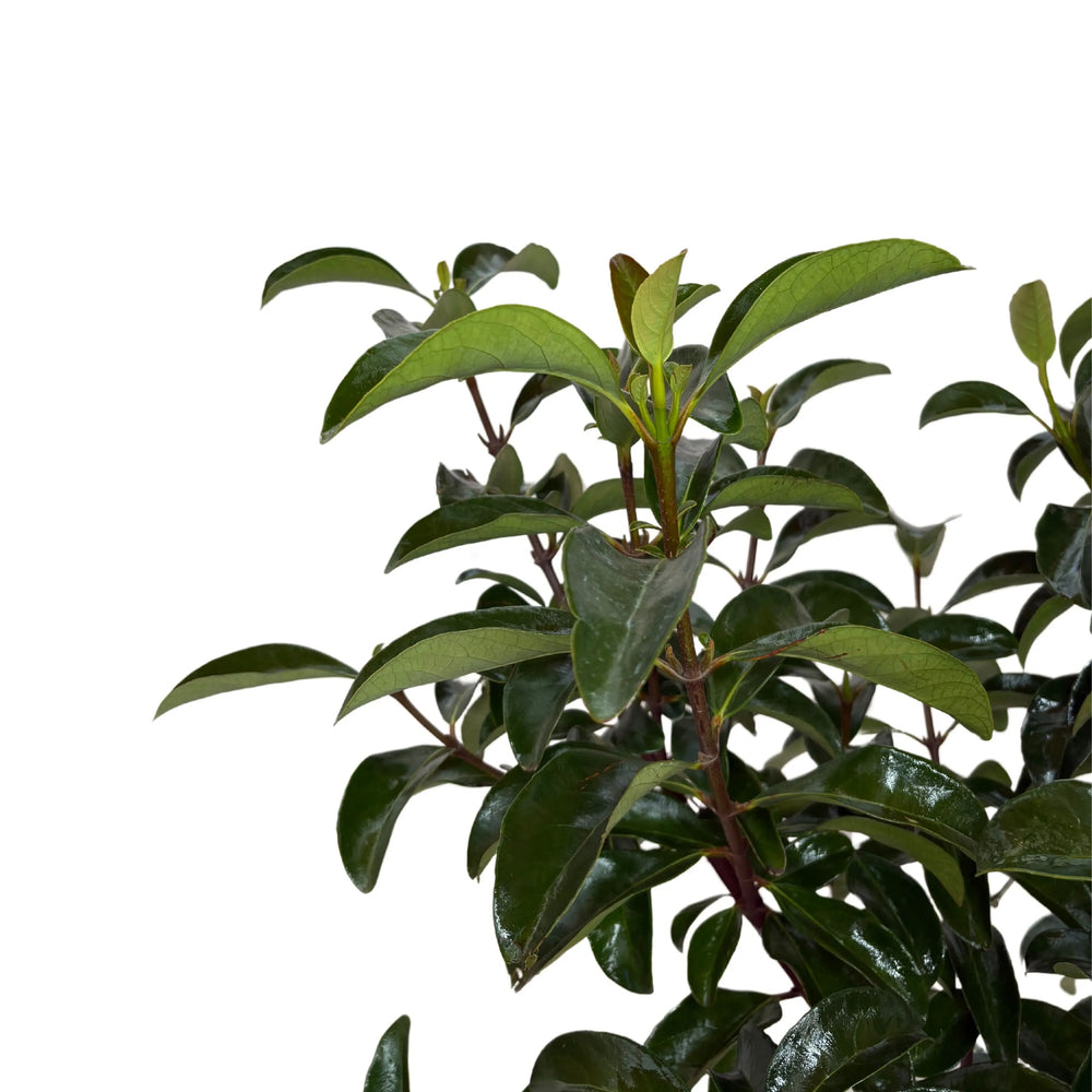 Viburnum Lucido siepe - dettaglio foglie lucide e brillanti della pianta in vaso