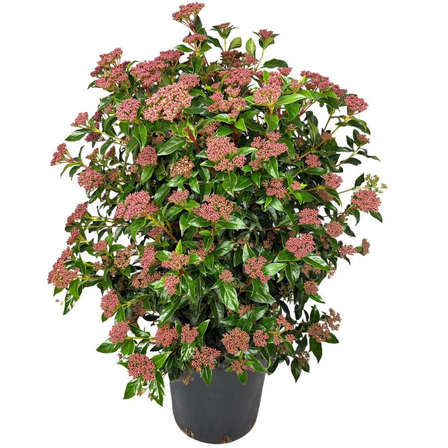 Viburnum Tinus - pianta sempreverde in vaso nero, altezza 80 cm, con foglie verdi lucide e boccioli rosa