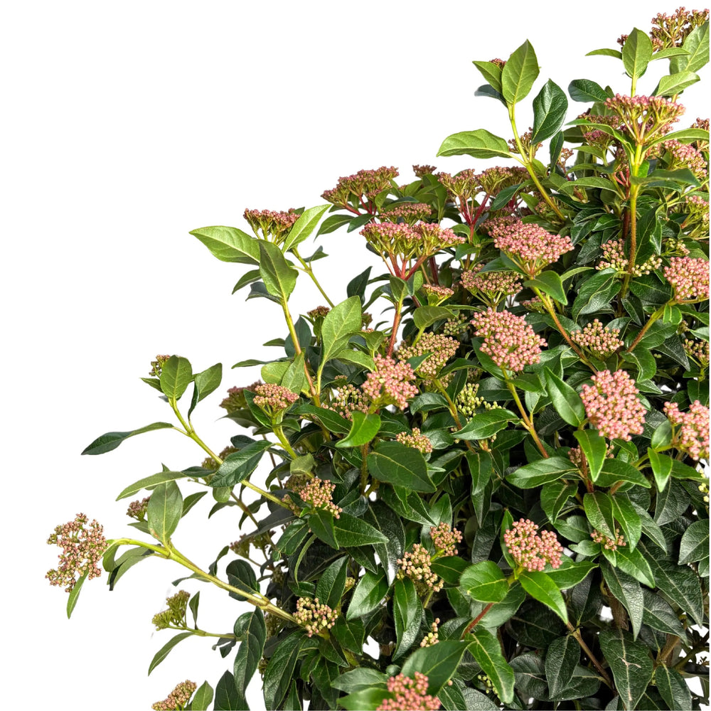 Viburnum Tinus fioritura - dettaglio delle infiorescenze rosa e foglie lucide