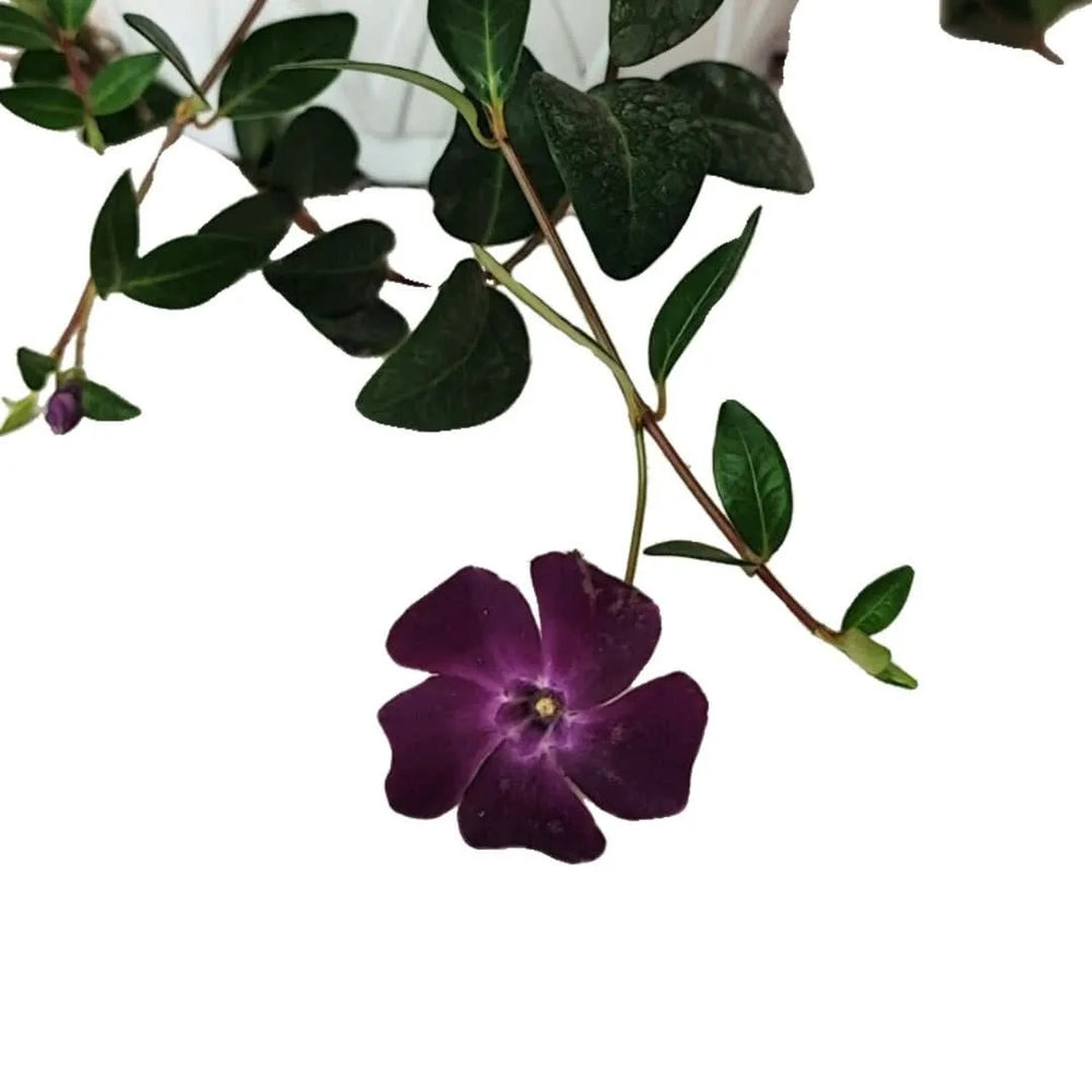 Vinca Minor in hanging basket - dettaglio ravvicinato dei fiori viola e del fogliame compatto