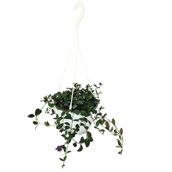 Vinca minor in basket