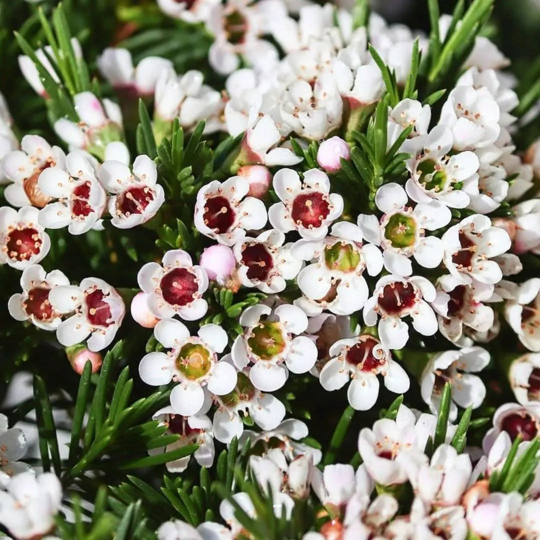 Wax Flower fioritura - dettaglio fiori cerosi bianchi con centro rosa