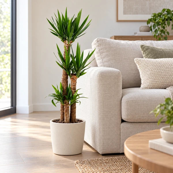 Yucca H. 80 cm con tre tronchi, ambientata in soggiorno con coprivaso decorativo avorio non incluso.
