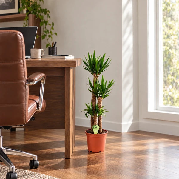 Yucca con tre fusti legnosi in vaso originale arancione, alta 80 cm, ambientata nello studio.