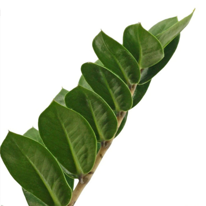 Zamioculcas zamiifolia fiore - dettaglio foglia lucida verde, simbolo di resistenza e bellezza